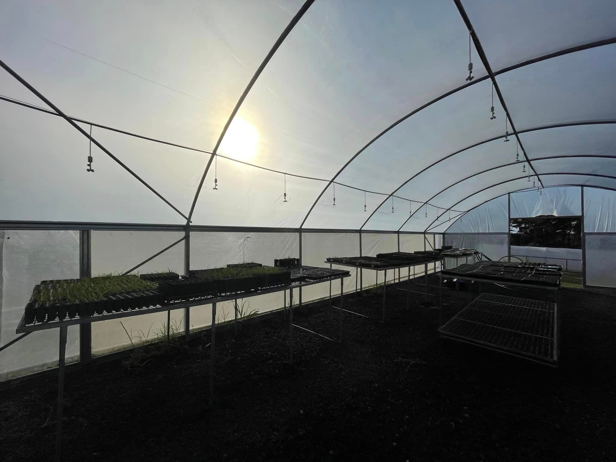 Rows of native plants in nursery